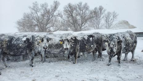 被雪覆盖的牛 