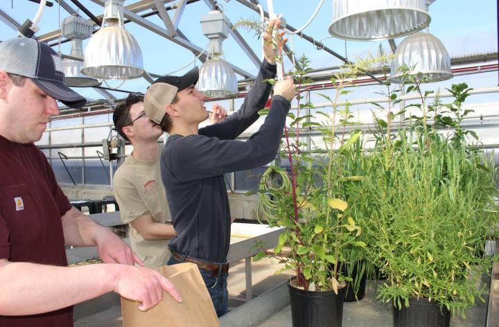 学生们在温室里收割植物