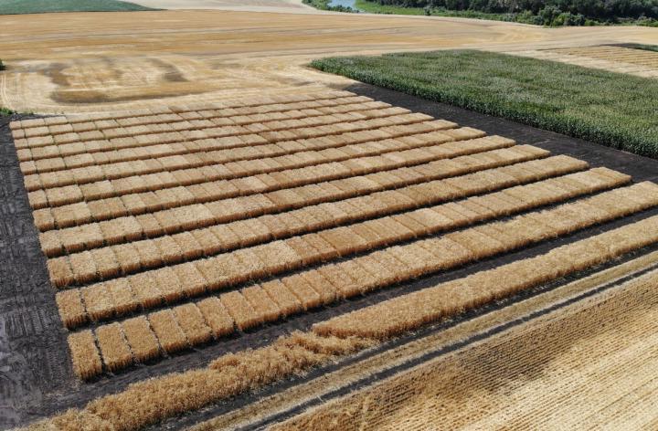 田地里一排排地种着长方形的金黄色小麦，一边是犁过的田地，另一边是绿色的玉米地.