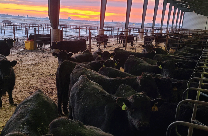 几头黑色的牛在一个大型喂食设施内和周围，背景是彩色的日出