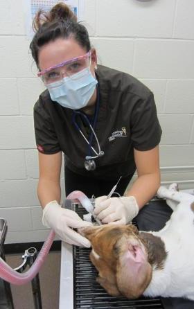 兽医学生正在给狗做牙科手术